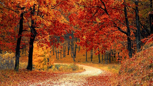 podzimní les
