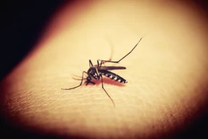 komár, komáří samička, štípnutí, bodnutí, kousnutí